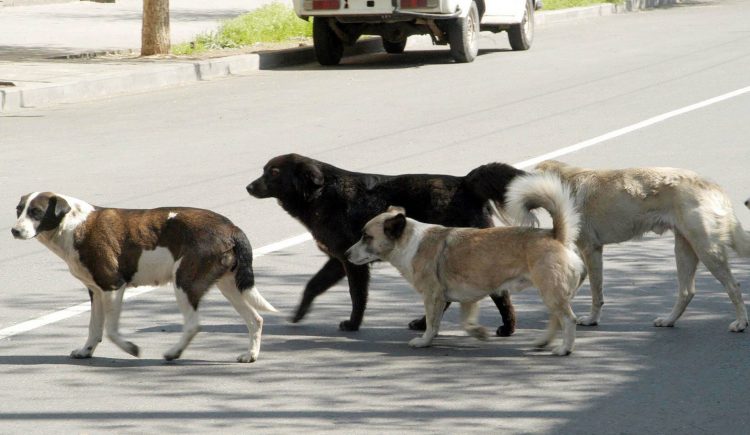 Десятки ереванцев в августе пострадали от укуса бродячих собак
