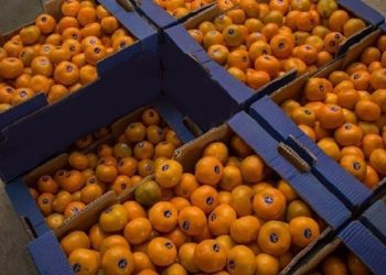 Ստեփանակերտի խանութներում արդեն իրացվում են նարինջ և մանդարին