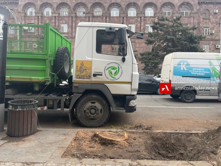 Սայաթ-Նովա պողոտայում 50 ծառ է հատվել․ թեղիները փոխարինվել են սոսիներով (լուսանկարներ)