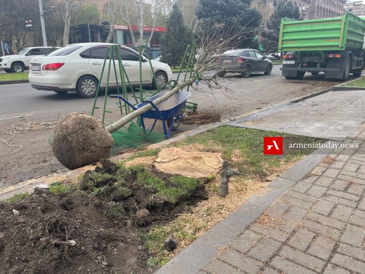 В Ереване на проспекте Саят-Нова срубили 50 деревьев (фото)