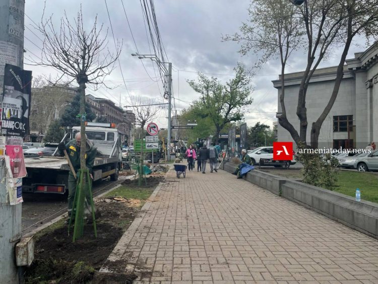 В Ереване на проспекте Саят-Нова срубили 50 деревьев (фото)