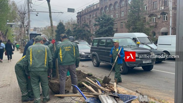 В Ереване на проспекте Саят-Нова срубили 50 деревьев (фото)