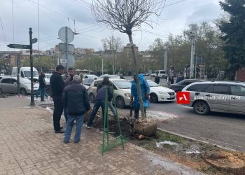 Սայաթ-Նովա պողոտայում 50 ծառ է հատվել․ թեղիները փոխարինվել են սոսիներով (լուսանկարներ)