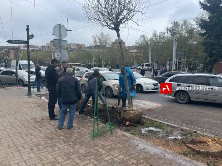 Սայաթ-Նովա պողոտայում 50 ծառ է հատվել․ թեղիները փոխարինվել են սոսիներով (լուսանկարներ)