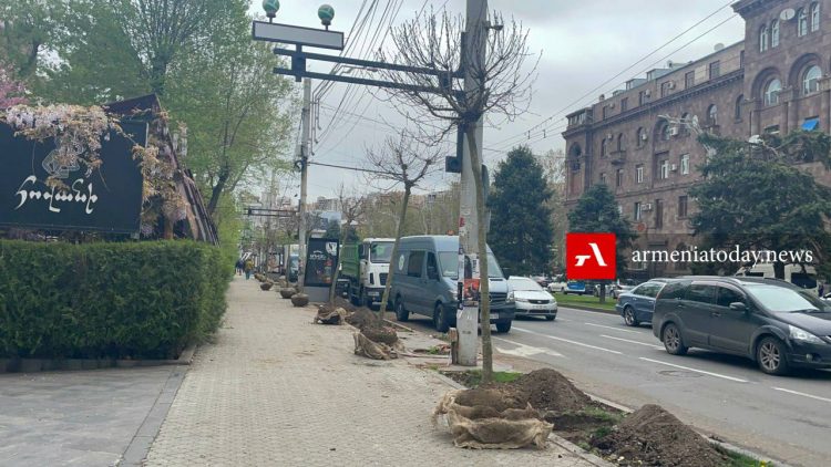 В Ереване на проспекте Саят-Нова срубили 50 деревьев (фото)