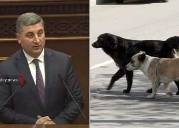 Գնալով սրվում է թափառող շների խնդիրը, փորձում ենք ստերջացման միջոցով հարցին լուծում տալ․ ՏԿԵ նախարար