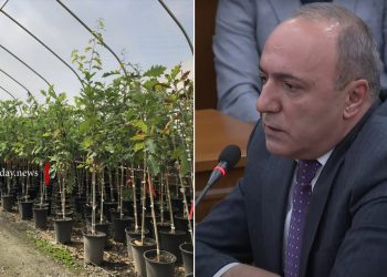 Ձեռք բերվող ծառերի արժեքը տատանվում է 150-200 եվրոյի ահմաններում․ Բեգոյան