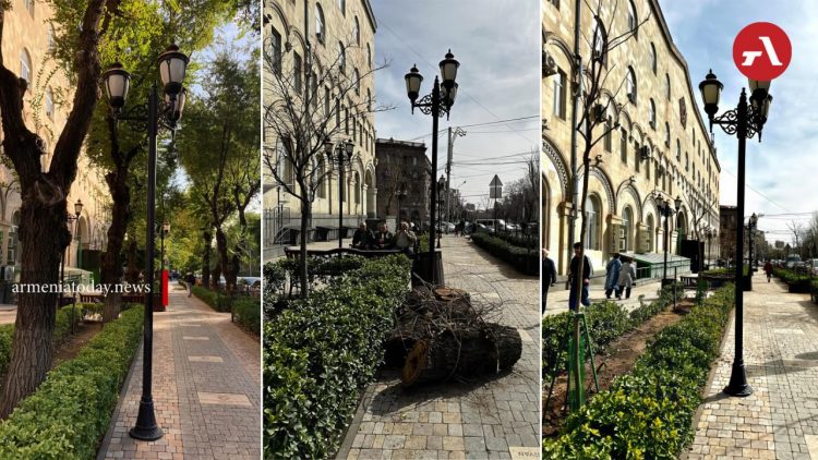 Վարչական շրջանի նախկին ղեկավարն ահազանգել է Երևանի ծառահատման հետևանքների մասին