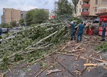 Երևանում բարդին արմատից պոկվել ու վնասել է ճանապարհով անցնող ավտոմեքենան