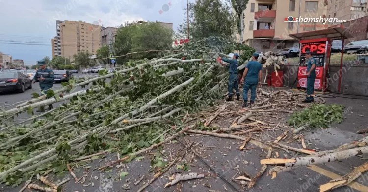 Երևանում բարդին արմատից պոկվել ու վնասել է ճանապարհով անցնող ավտոմեքենան
