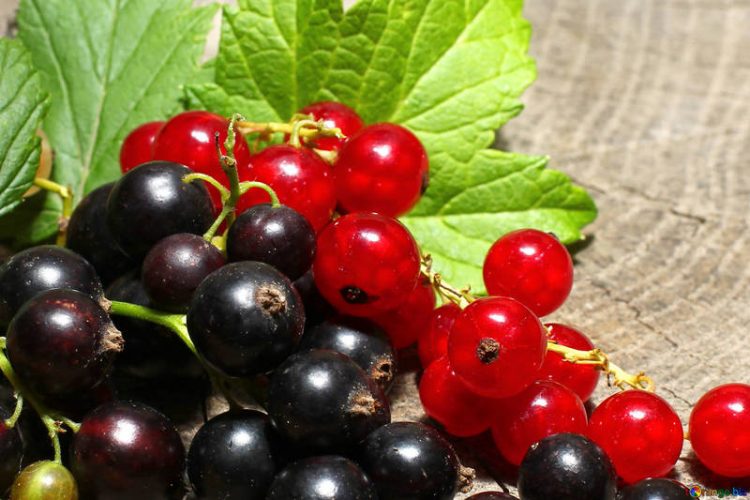 Ո՞ր հաղարջն է ավելի առողջարար․ պատասխանում է մասնագետը