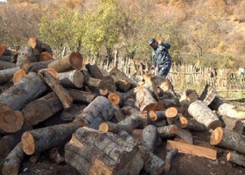 Ապօրինի անտառահատումներն արդյոք կապվա՞ծ են Փաշինյանի եղբոր ու Տավուշի մարզպետի հոր հետ. ԶԼՄ