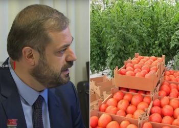 Ավելի քան 2000 տոննա լոլիկ մթերողներին 1 կգ-ի դիմաց 10 դրամ սուբսիդիա կտրամադրվի․ Պապոյան
