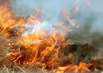 В Тавуше вспыхнул пожар: в Дилижане и Навуре горит растительность