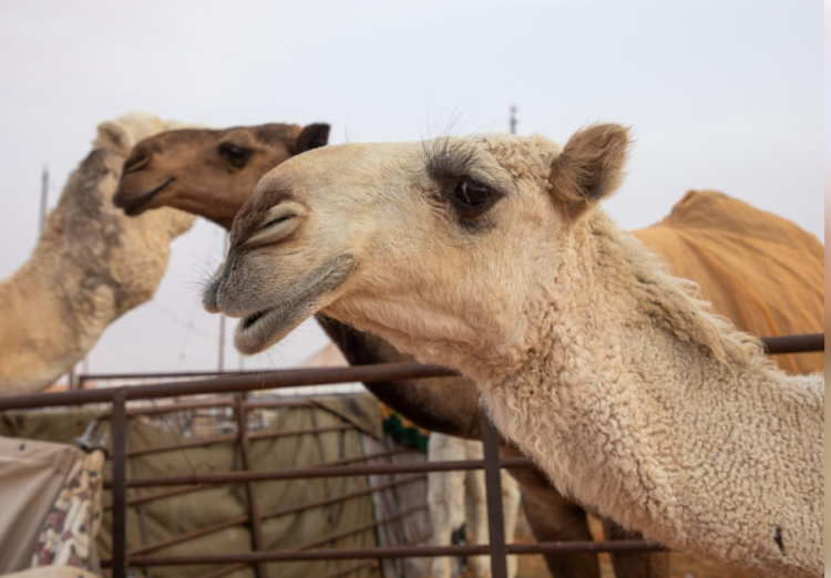 Օմանում 20 ուղտ որակազրկվել է արտաքին տեսքի «կոսմետիկ միջամտությունների» պատճառով. Forbes