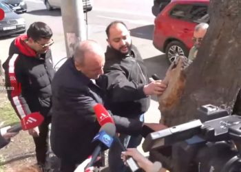 Երևանի իշխանությունները բացատրել են մայրաքաղաքում ծառերի զանգվածային փոխարինումը