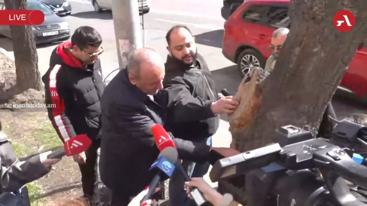 Власти Еревана объяснили массовую вырубку деревьев в столице