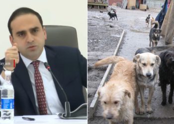 Երևանում մեկնարկել են թափառող շների կացարանի կառուցման աշխատանքները