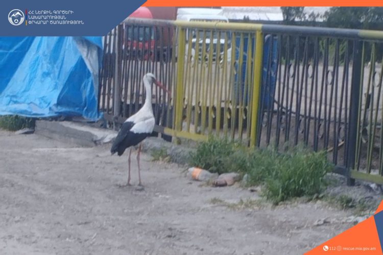 Փրկարարները վիրավոր արագիլին հանձնել են կենդանիների պաշտպանությամբ զբաղվող հիմնադրամի