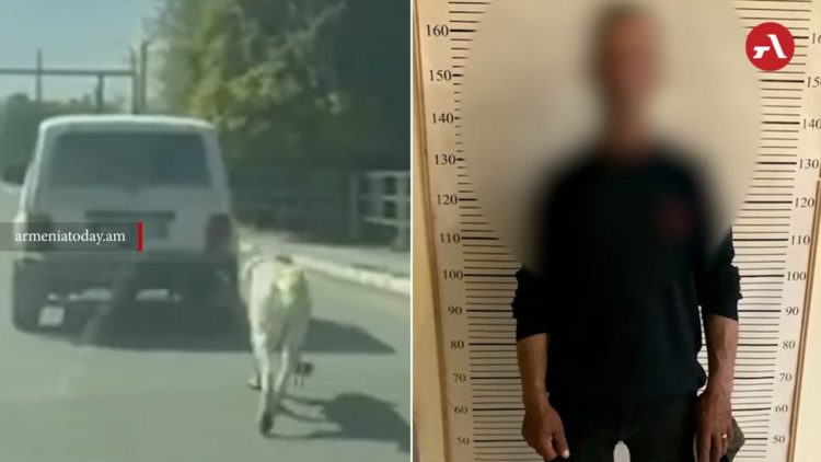 В Армении задержали привязавшего собаку к движущемуся автомобилю водителя