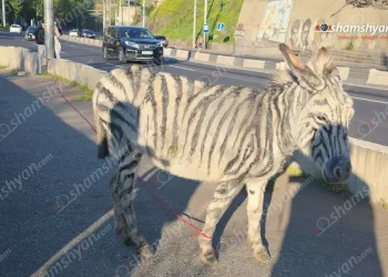 «Զեբրի փախուստը» Երևանում․ անհաջող կատակ և հերքում
