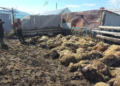 Волки растерзали более 300 овец и ягнят в Гегаркунике