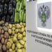 Россия ограничила армянский экспорт и раскритиковала Минэкономики