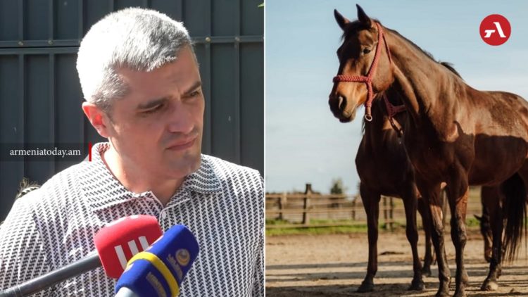 Адвокат сообщил о переносе изъятия лошадей Царукяна