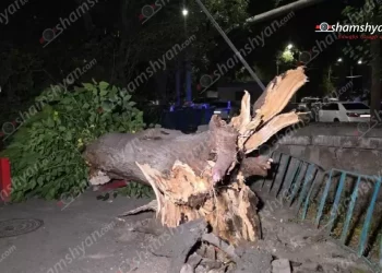Երևանում ծառը տապալվել է՝ կոտրելով գազախողովակներ, վնասելով ավտոմեքենաներ․ ԶԼՄ
