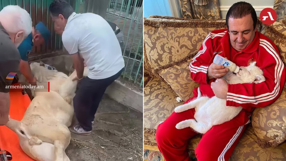 Погибла вывезенная силовиками из особняка Царукяна львица