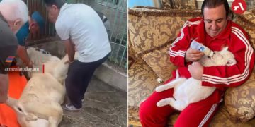 Погибла вывезенная силовиками из особняка Царукяна львица