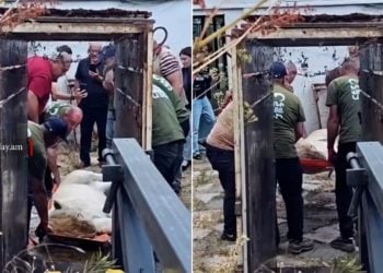Животных из особняка Царукяна перевезли в зоопарк: СК сообщил о новом уголовном деле